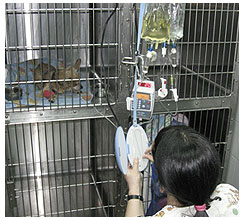 חיסונים לחתולים בחולון