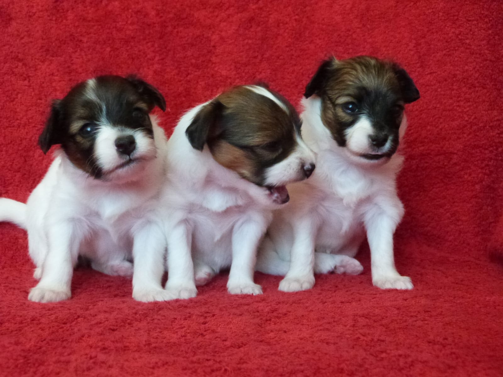 ד"ר גלית גיחון