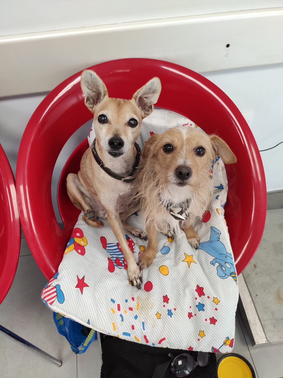 ד"ר גלית גיחון