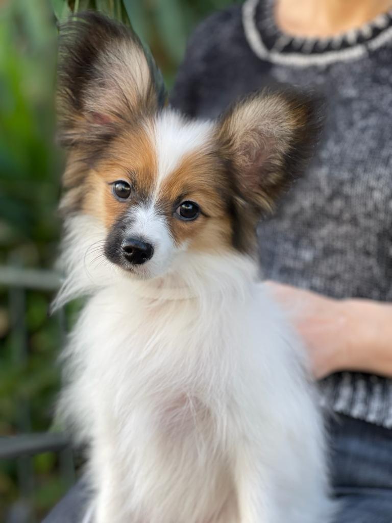 ד"ר גלית גיחון